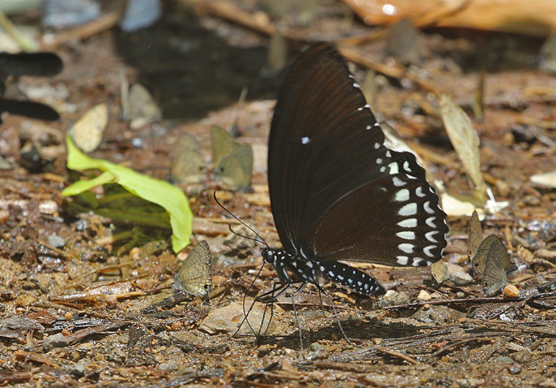 Siamese Raven (Papilio castor ssp. mahadeva)