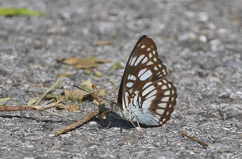 Blackvein Sergeant (Athyma ranga)