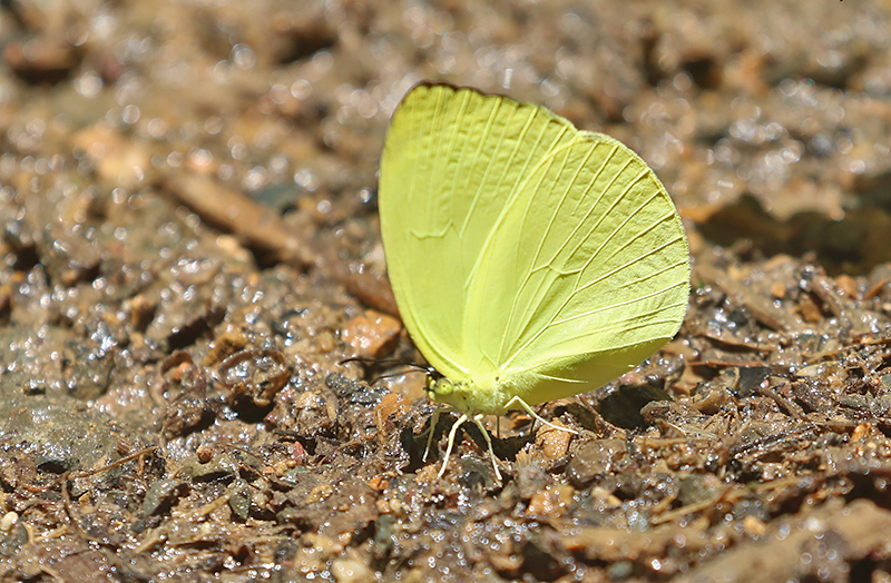 Tree Yellow (Gandaca harina)