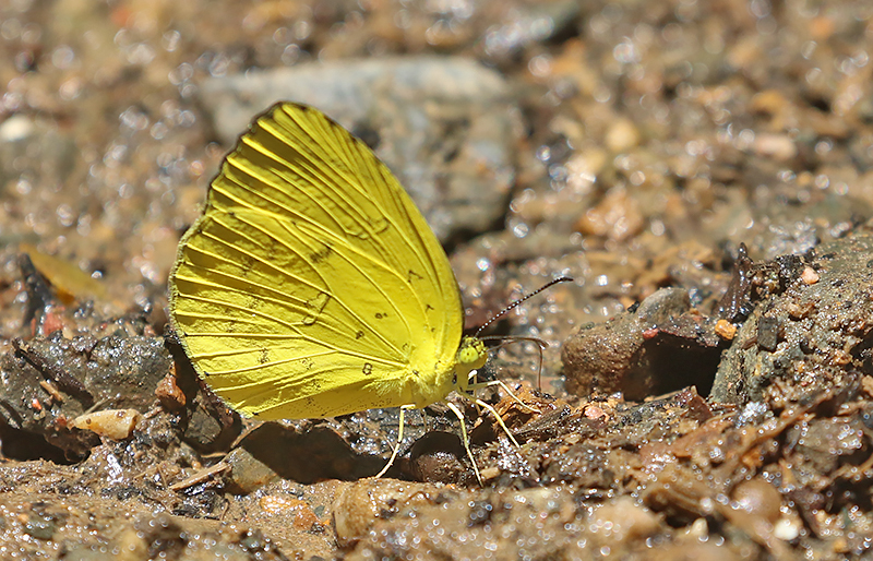 Three-spot Grass Yellow (Eurema blanda)