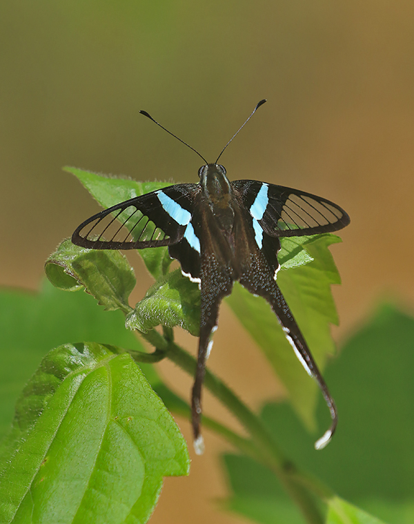 Green Dragontail Butterfly (Lamproptera meges)