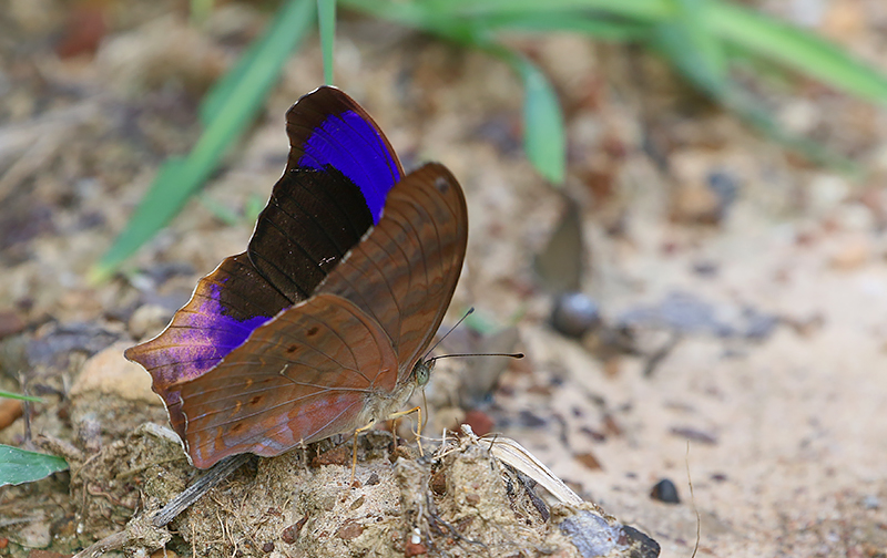 Malayan Assyrian (Terinos clarissa)