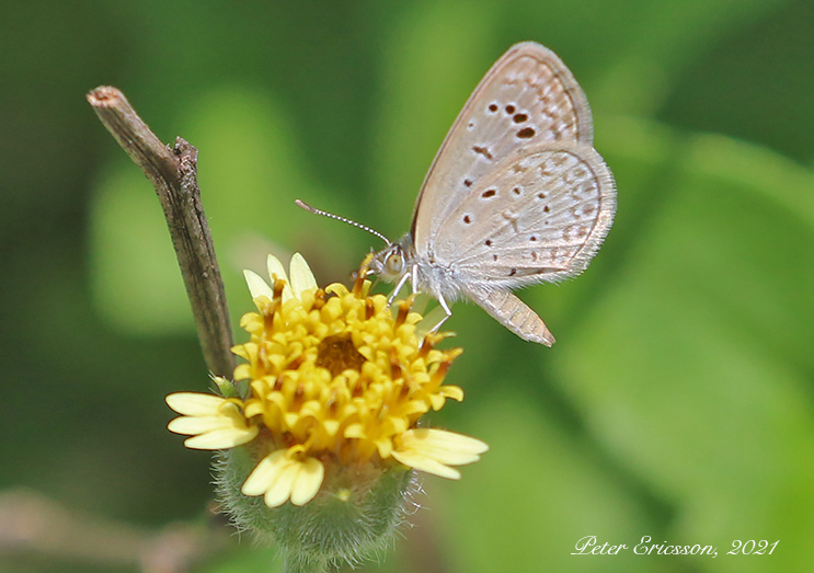 Dark Grass Blue (Zizeeria karsandra)