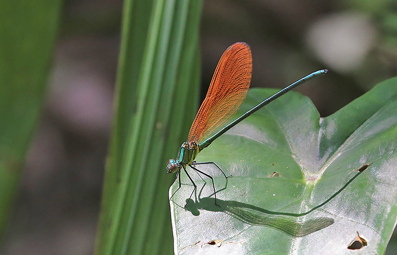 Mnais andersoni 