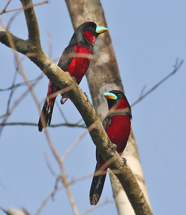 Black and Red Broadbills