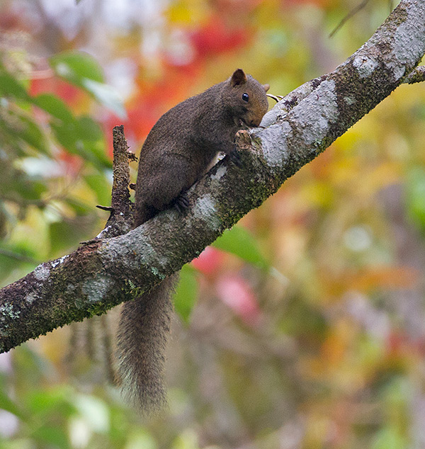 Pallas's Squirrel (Callosciurus erythraeus)