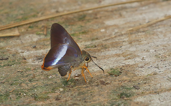 Orangetail Awl (Bibasis sena)