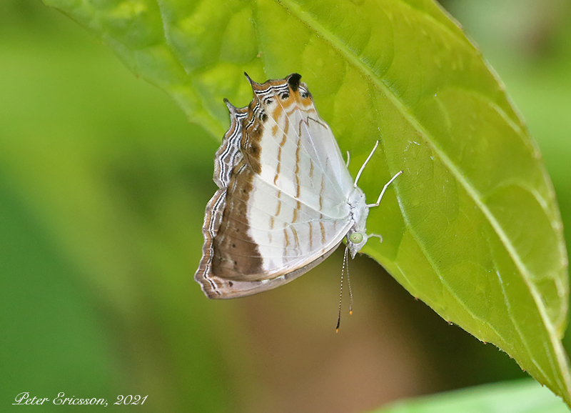 Little Mapwing (Cyrestis themire)