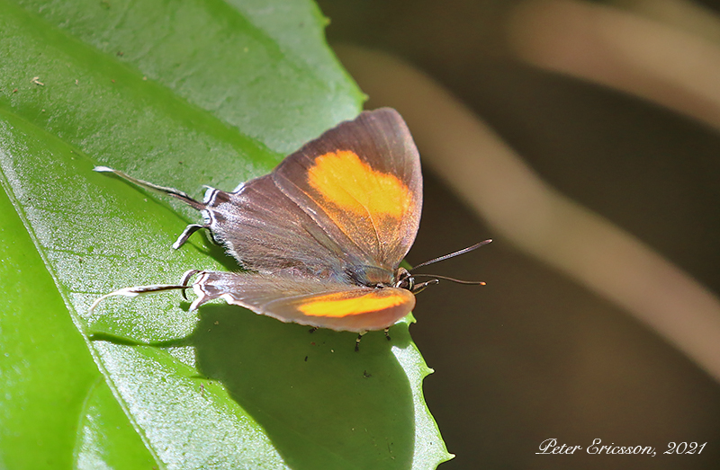 Dark Posy (Drupadia theda)