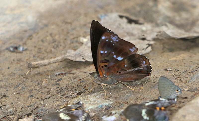 Black Prince (Rohana parisatis)