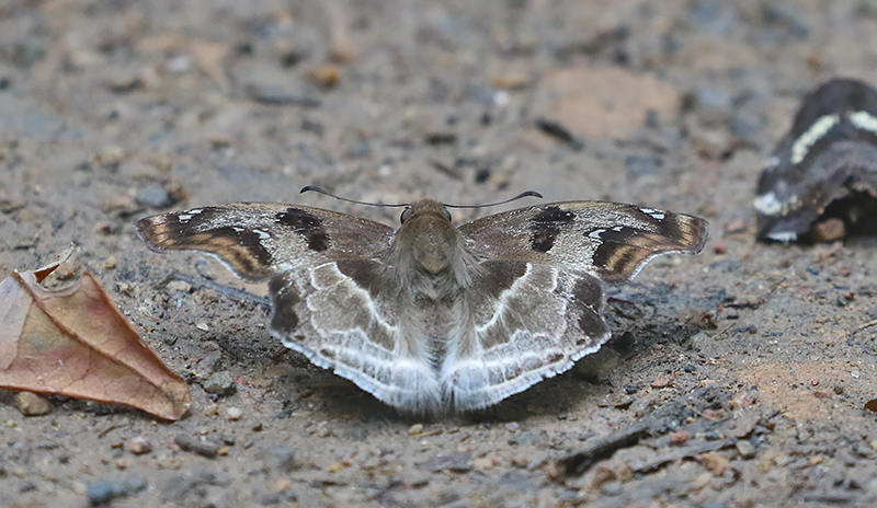 Chestnut  Angle (Odontoptilum angulata)