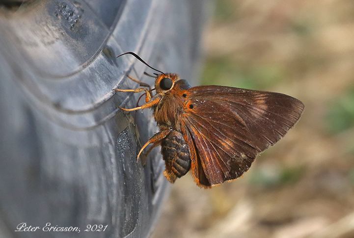 Great Orange Awlet (Bibasis etelka) 