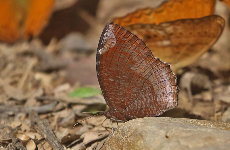 Common Palmfly (Elymnias hypermnestra)