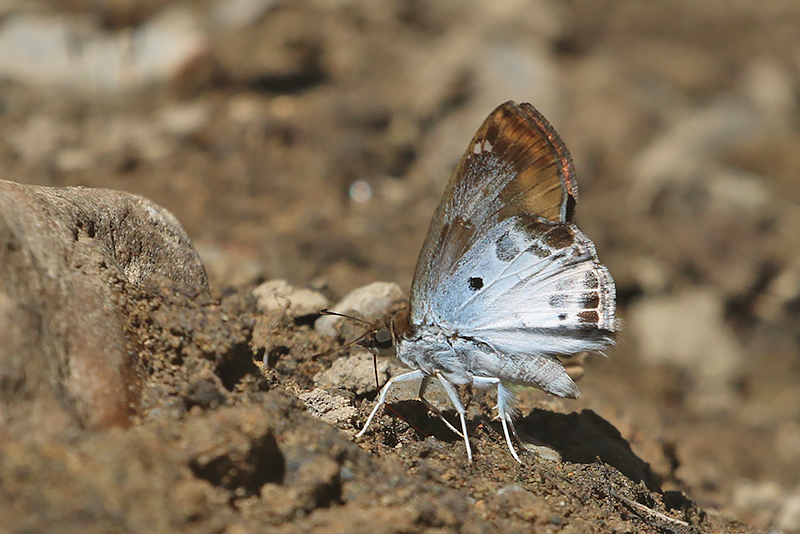 Chestnut  Angle (Odontoptilum angulata)