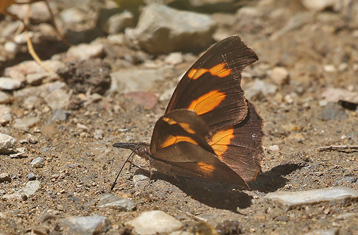 Whitespotted Beak (Libythea narina)