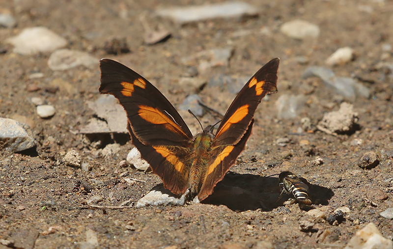 Whitespotted Beak (Libythea narina)