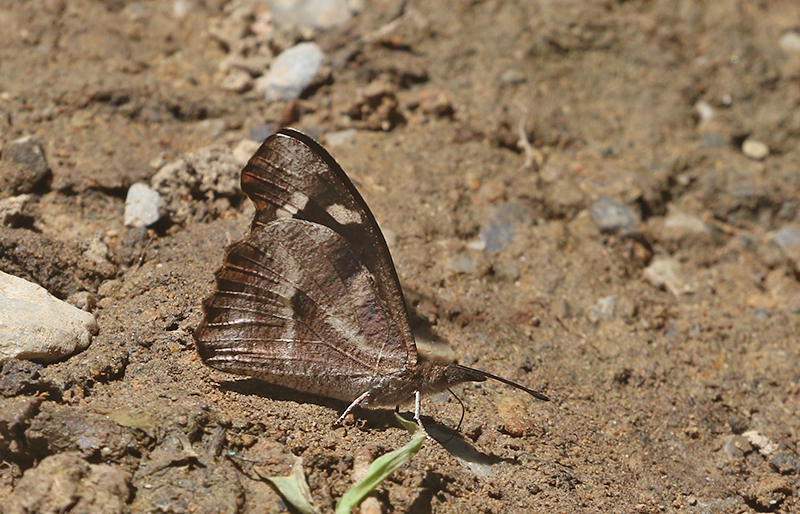 Whitespotted Beak (Libythea narina)