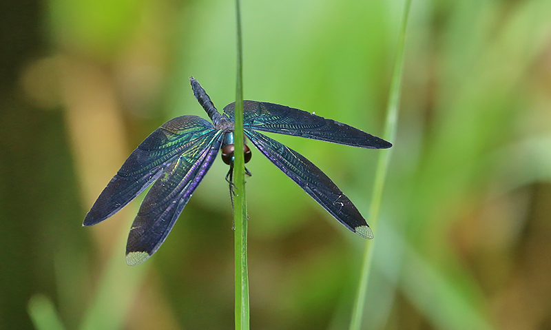 Greater Bluewing (Rhyothemis plutonia)