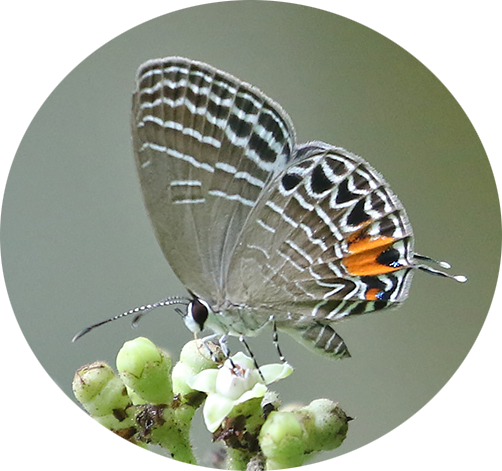 Lepidoptera of Thailand (butterflies and moth)