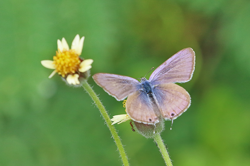 Pea Blue (Lampides boeticus)