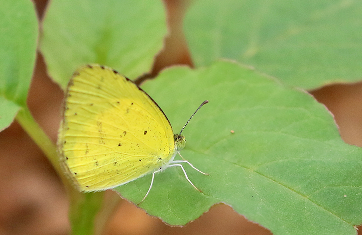 Broad-bordered Grass Yellow (Eurema brigitta)