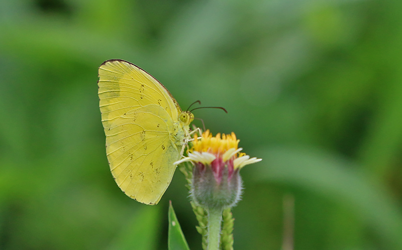 Common Grass Yellow (Eurema hecabe)