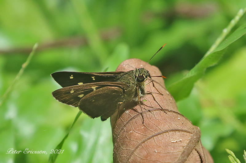 Dark Straw Ace (Pithauria murdava)