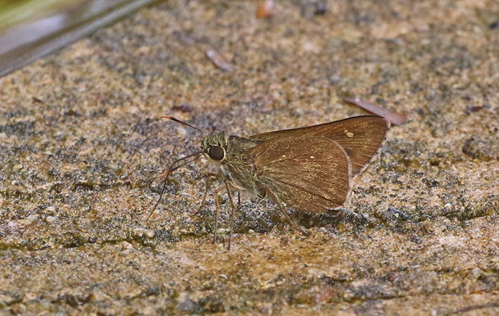 Dark Straw Ace (Pithauria murdava)