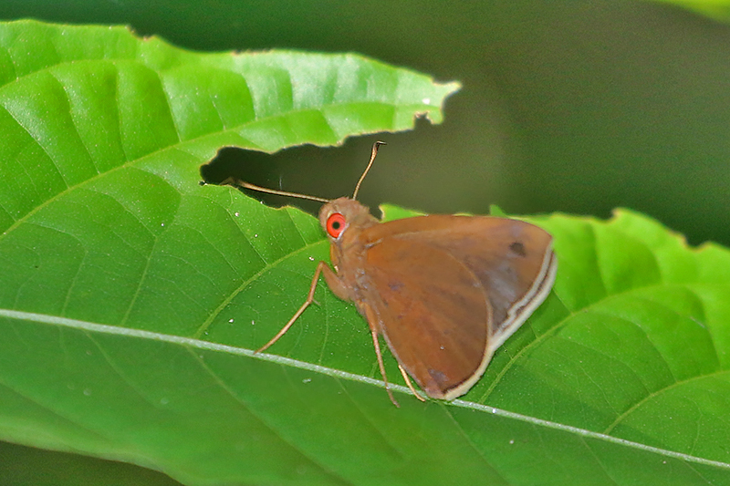 Common Redeye (Matapa aria)