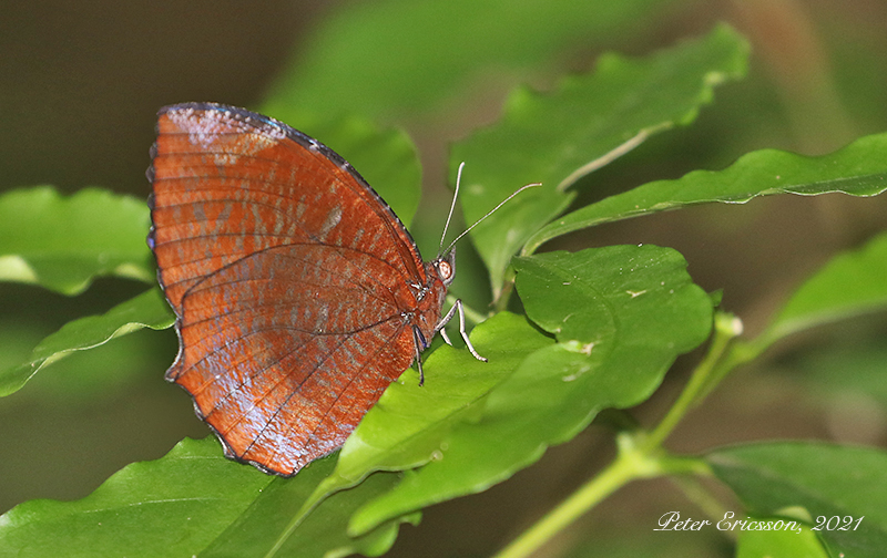 Common Palmfly (Elymnias hypermnestra)