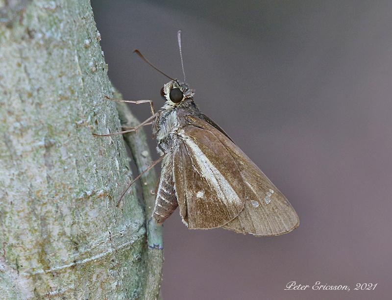 Watson's Wight (Iton watsonii)
