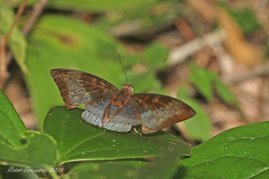 Powdered Baron (Euthalia monina)