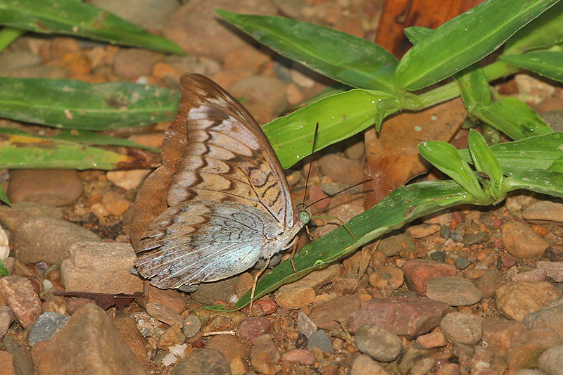Common Earl (Tanaecia julii)