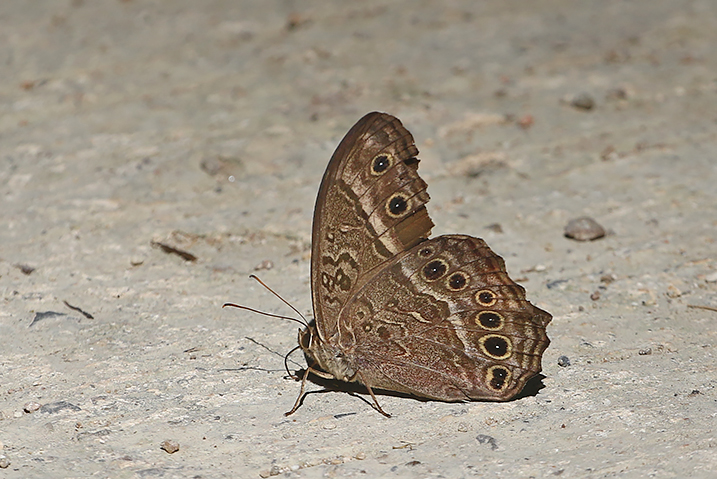 Black-spotted Labyrinth (Neope muirheadii)