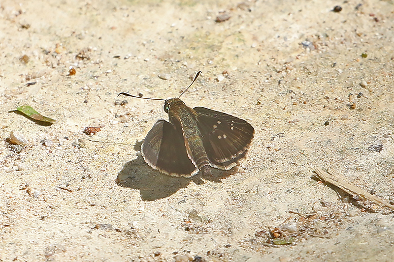 Dark Branded Swift (Caltoris brunnea)