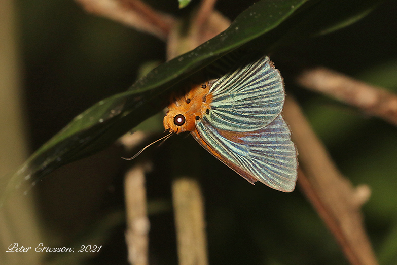 Small Green Awlet Bibasis amara