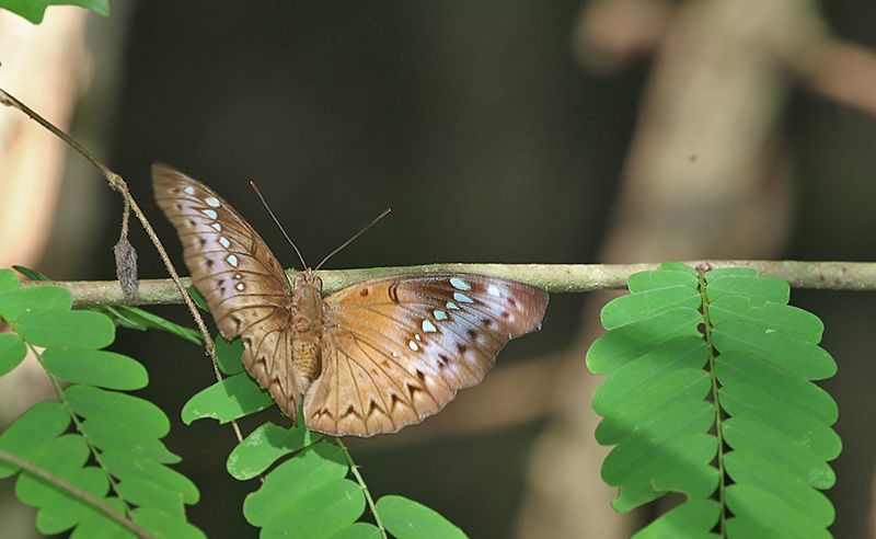 Banded Marquis (Bassarona teuta)