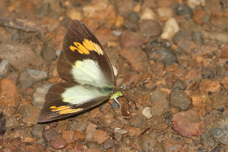 Yellow Orange Tip (Ixias pyrene)