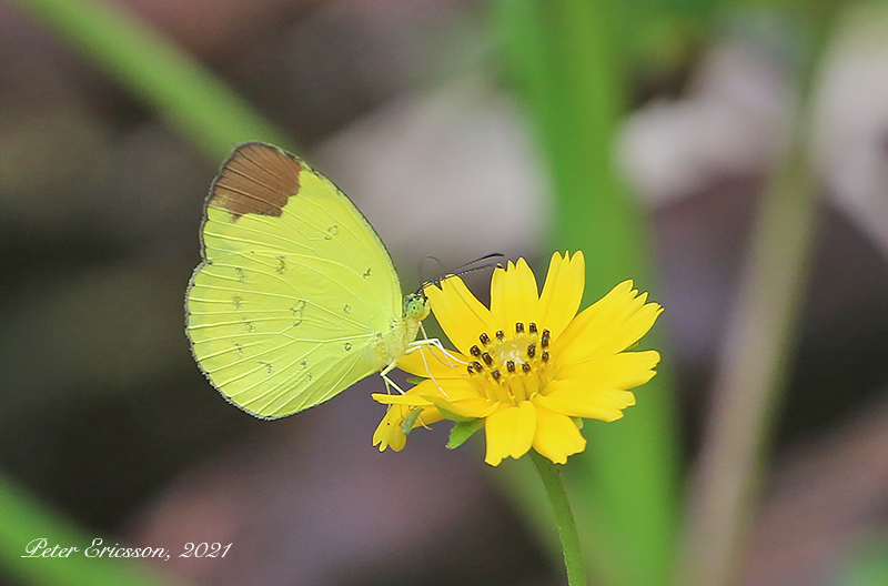Chocolate Grass Yellow (Eurema sari)