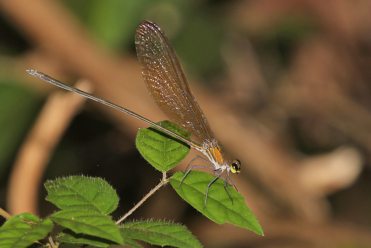 Clear-winged Forest Glory (Vestalis gracilis)
