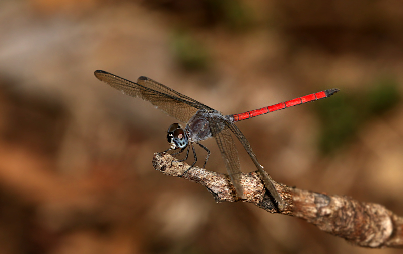 Asian Blood Tail (Lathrecista asiatica)