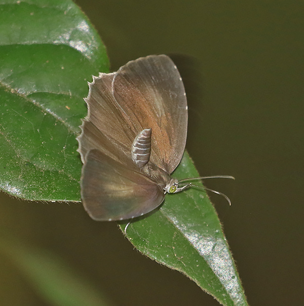 Lesser Darkie (Allotinus unicolor)