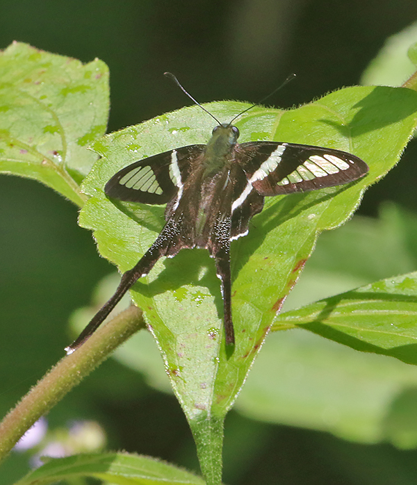 White Dragontail (Lamproptera curius)