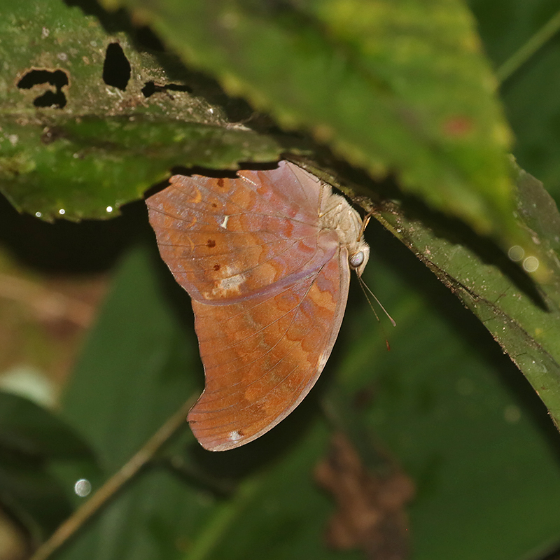 Malayan Assyrian (Terinos clarissa)