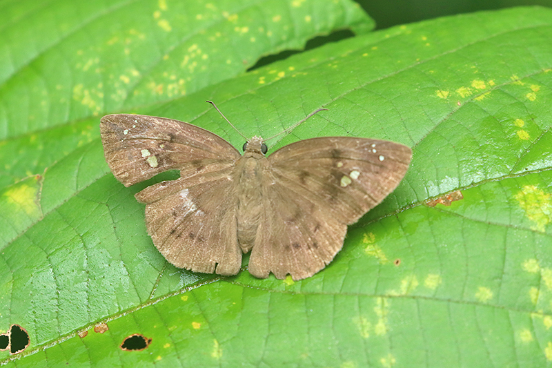 Pied Flat (Tagiades japetus)