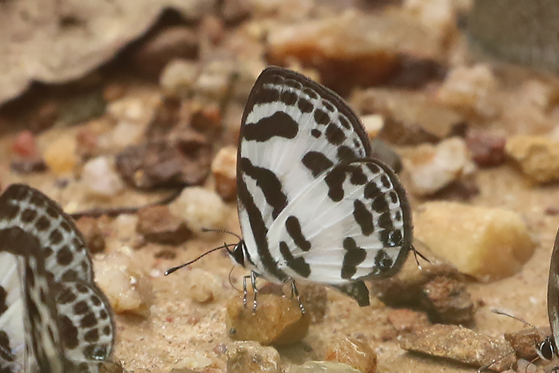 Banded Blue Pierrot (Discolampa ethion)