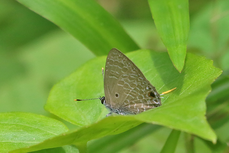 Pointed Ciliate Blue (Anthene lycaenina)