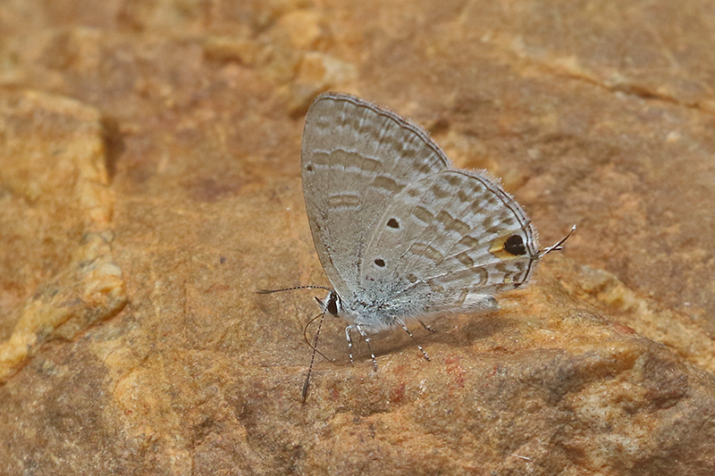 Silver Forget-Me-Not (Catochrysops panormus)