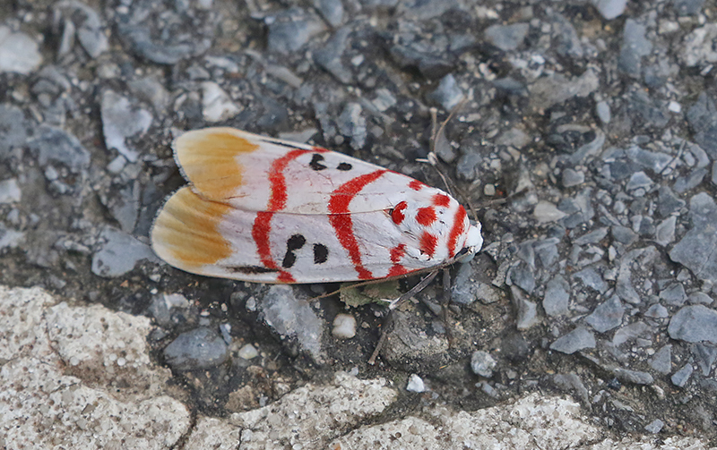 Cyana bellissima