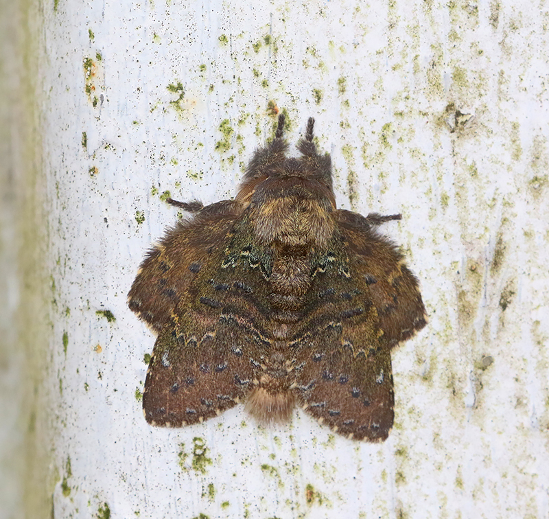 Stauropus major